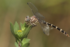 Phyllogomphoides stigmatus