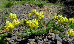 Linaria supina supina