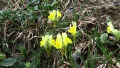 Linaria supina supina