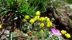 Linaria supina supina