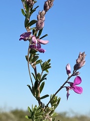 Indigofera sp11
