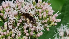 Halictus rubicundus