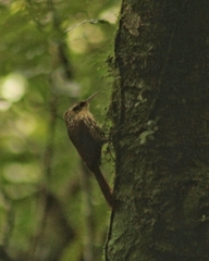 Xiphorhynchus fuscus