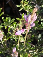 Indigofera sp11