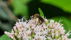 Halictus rubicundus