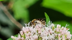 Halictus rubicundus