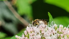 Halictus rubicundus
