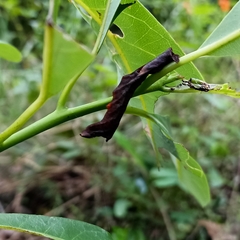 Lepidoptera