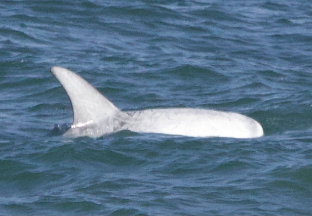 Very pale adult Risso's dolphin surfacing