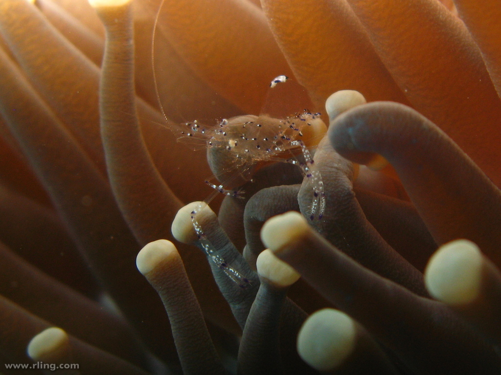 Graceful anemone shrimp