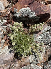 Scleranthus pungens