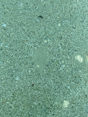 Bolinopsis infundibulum