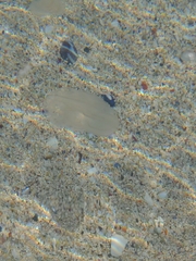 Bolinopsis infundibulum