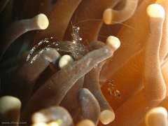 Ancylomenes venustus