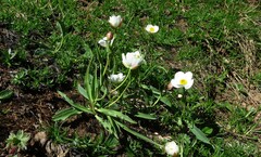 Ranunculus amplexicaulis