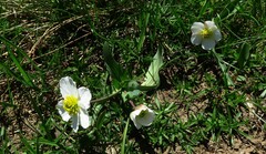 Ranunculus amplexicaulis