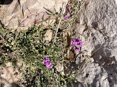 Glycine rubiginosa
