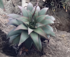 Aloe ankoberensis