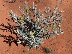 Crotalaria cunninghamii