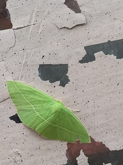 Tanaoctenia haliaria