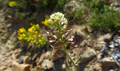 Teesdalia conferta