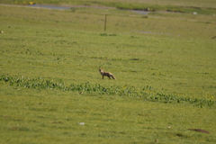 Vulpes ferrilata
