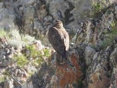 Buteo refectus