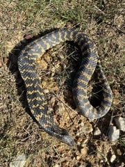 Hemachatus haemachatus