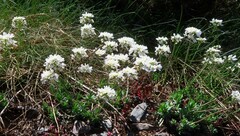 Teesdalia conferta