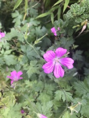 Geranium