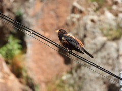 Turdus kessleri