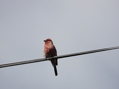 Carpodacus rubicilloides