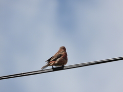 Carpodacus rubicilloides