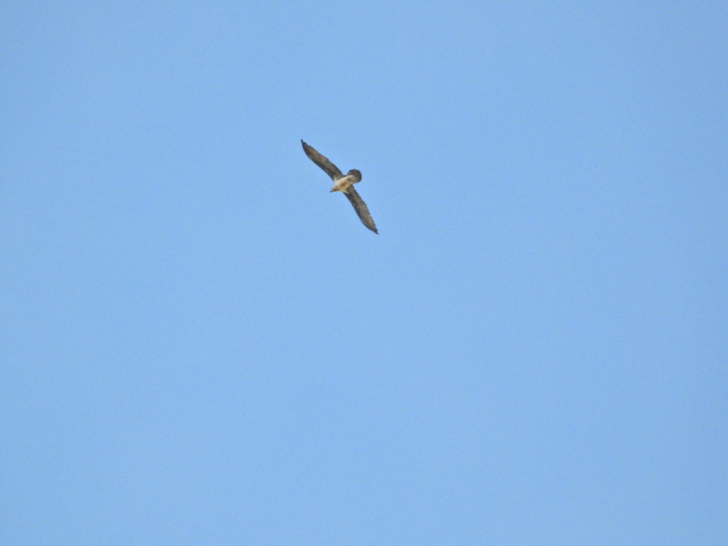 Bearded Vulture in July 2021 by Zhuofei Lu · iNaturalist