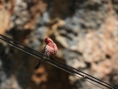 Carpodacus rubicilloides