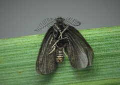 Epichnopterix