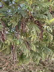 Acacia