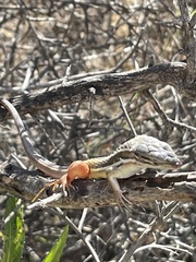 Psammodromus algirus