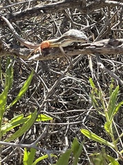 Psammodromus algirus