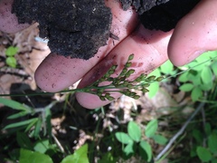 Juncus greenei