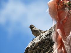 Carpodacus rubicilloides