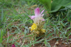 Curcuma neilgherrensis