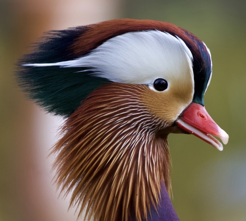 Pato mandarín (Aix galericulata)