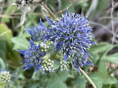 Eryngium dilatatum