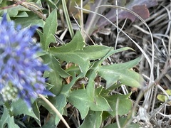 Eryngium dilatatum
