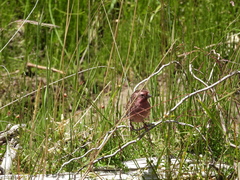 Carpodacus pulcherrimus