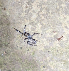 Zosis geniculata