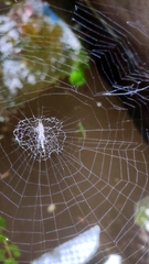 Zosis geniculata
