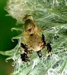 Tephritis bardanae