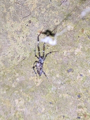 Zosis geniculata